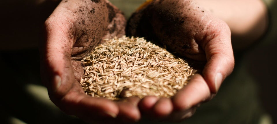 seeds for gardening