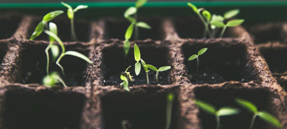 seeds beginning to sprout