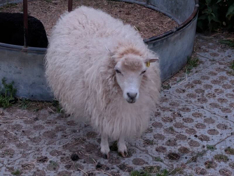 Dóttla