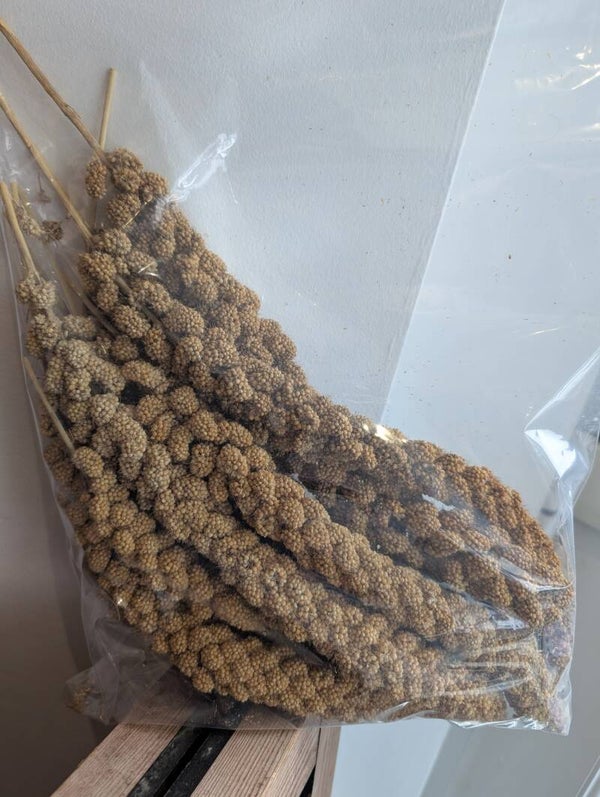 Millet Sprays