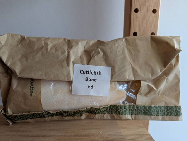 Cuttlefish