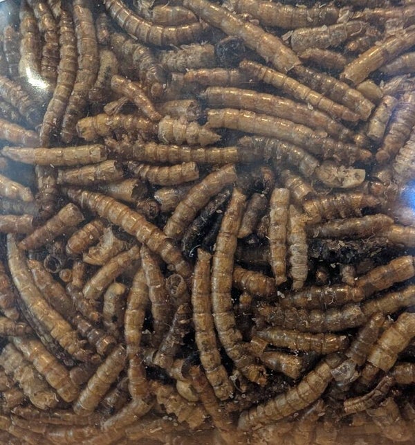 Dried Mealworms