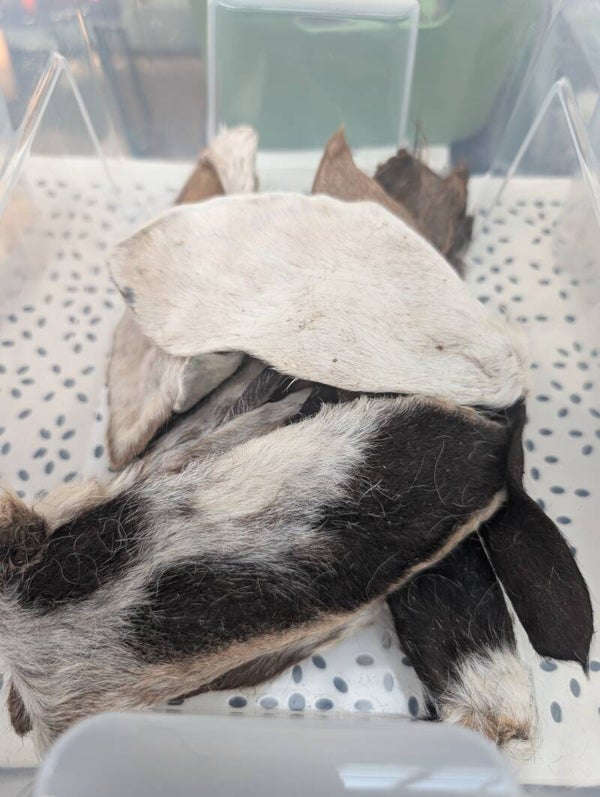 Furry Lamb Ear