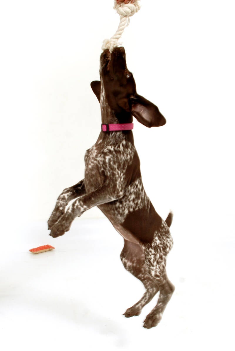 Dierenfotografie-hond-actie-Sandra-van-Leuken-Fotografie