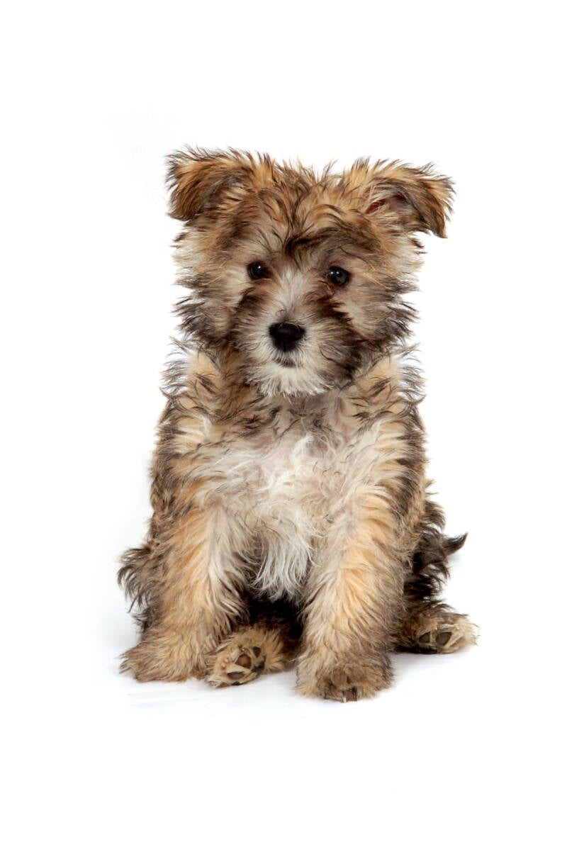 Dierenfotografie-puppy-Sandra-van-Leuken-Fotografie