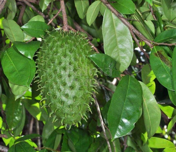 Zuurzak (Soursop / Graviola)