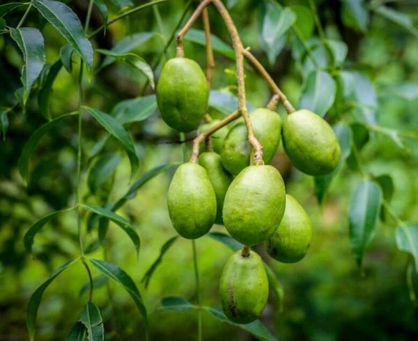 Pomme de Cythère