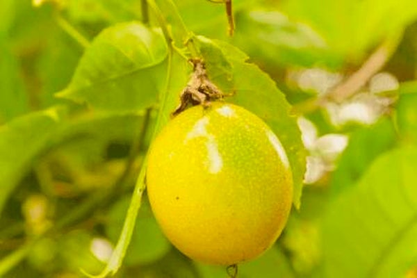 Markoesa (Surinaamse Passievrucht)
