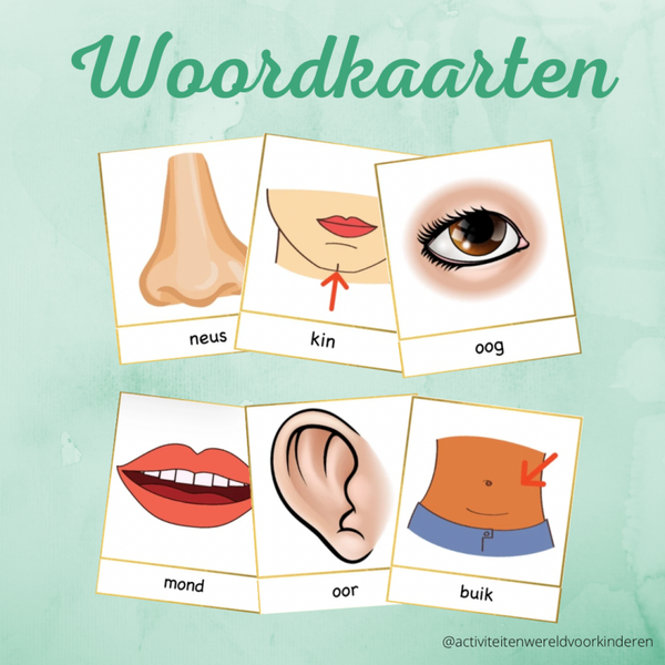 Mijn lichaam - woordkaarten