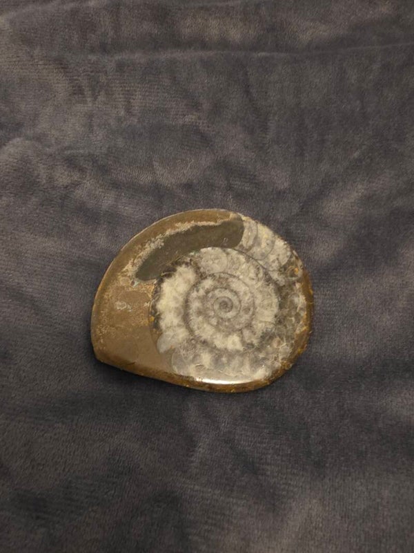 Polished Ammonite