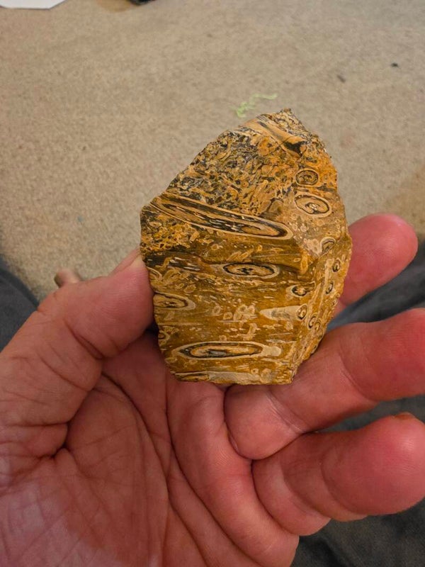 Fossilised fern