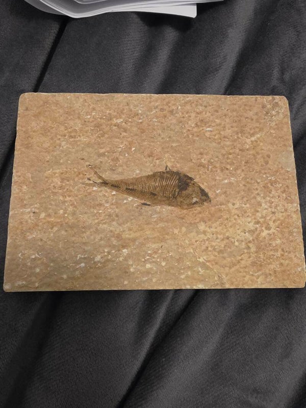 Knightia eocaena (fish fossil)