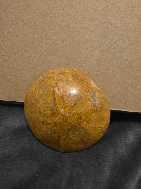 Pygurus Marmonti polished