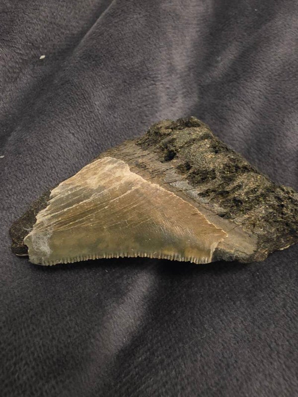 Carcharodon Megladon