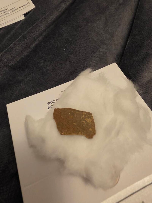 Oviraptor shell piece
