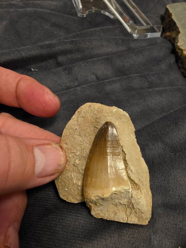 Mosasaurs tooth