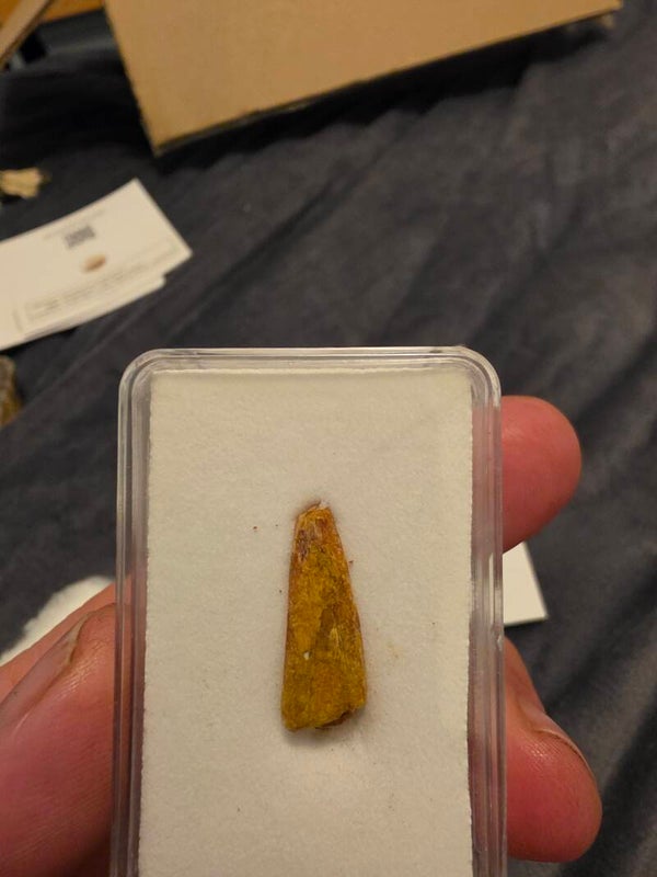 Nano Tyrannosaur tooth