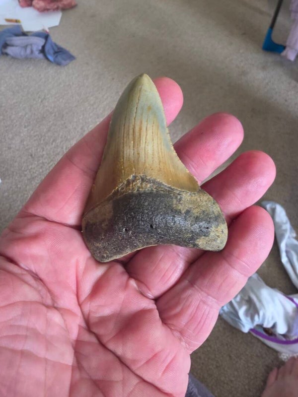 Megalodon tooth