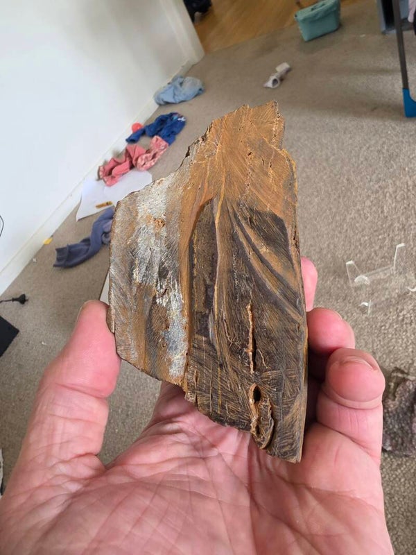 Natural Petrified wood slab