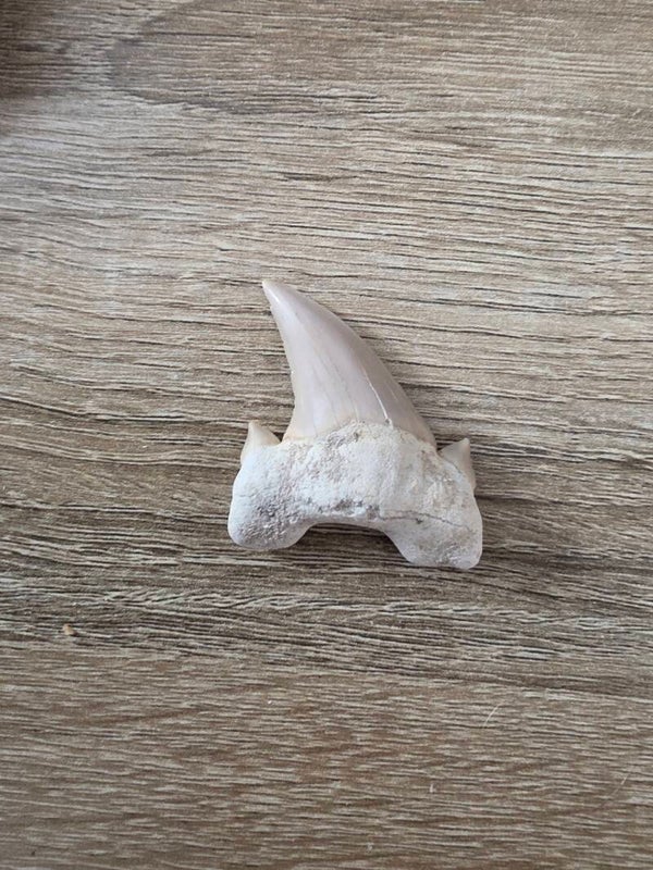 Otodus Obliquus