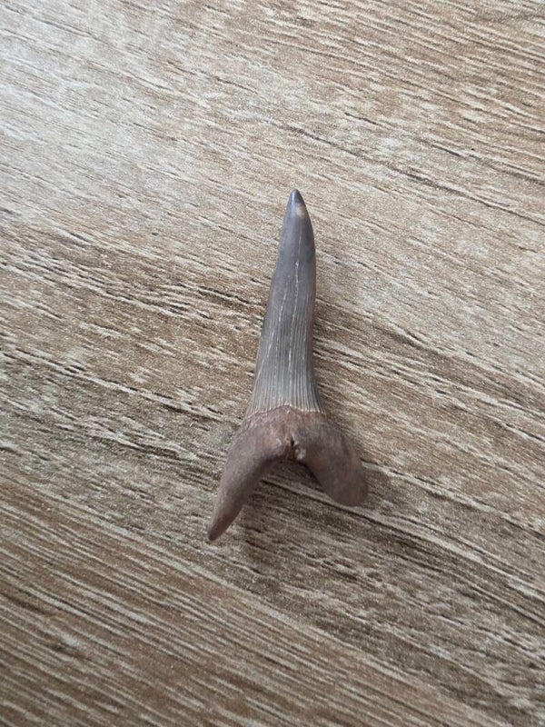 Scapanorhynchus Texanus