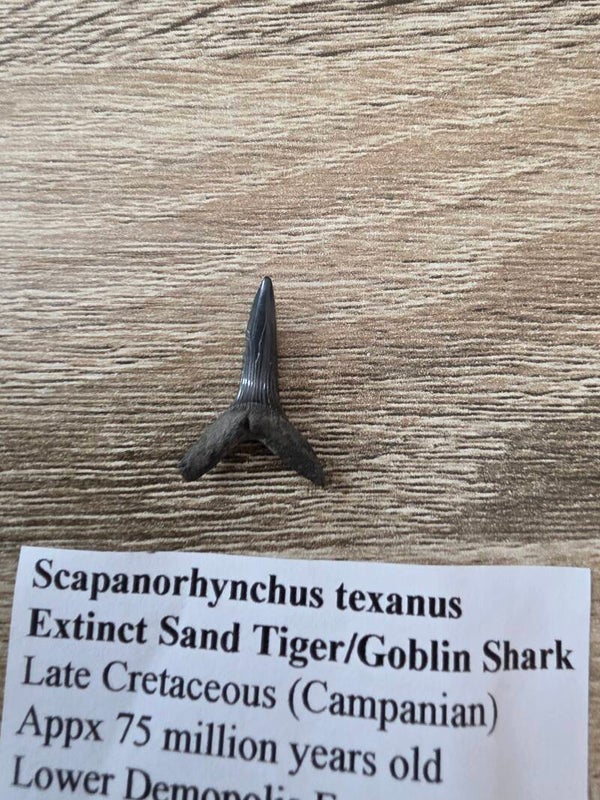 Scapanorhynchus Texanus