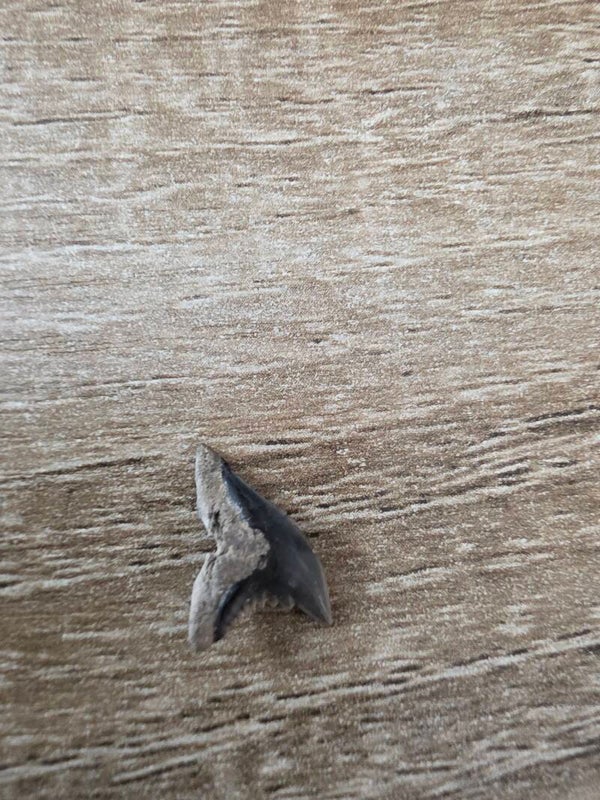 Hemipristis Curvatus