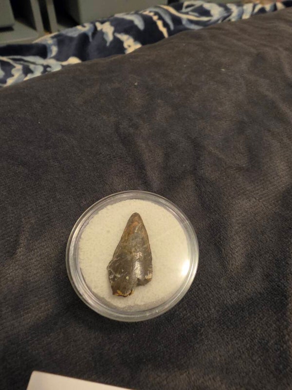 Nano Tyrannosaur tooth