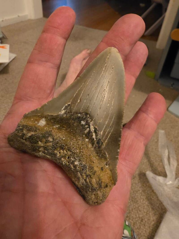 Otodus Megalodon