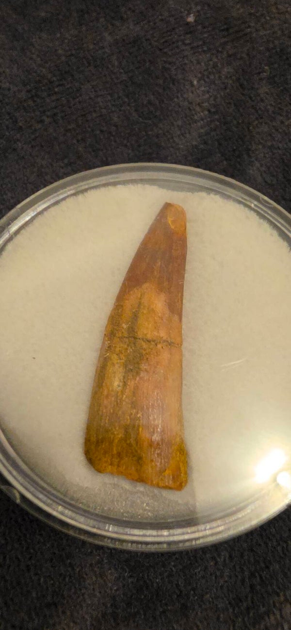 Siroccopteryx tooth