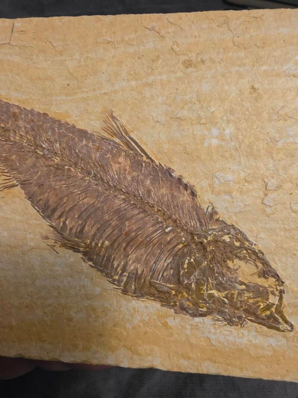 Knightia eocaena (fish fossil)