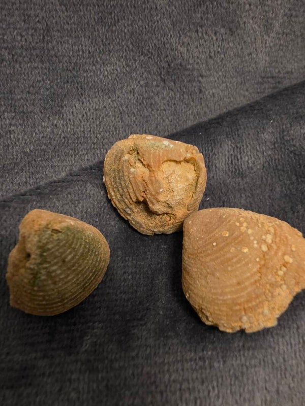 Agate replaced fossil clam