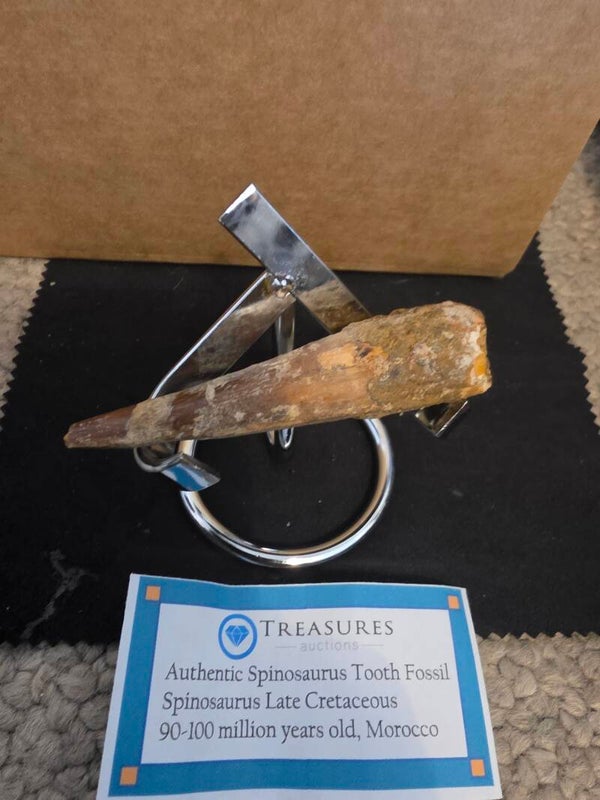 Spinosaurus tooth fossil 75cm (29 inch)