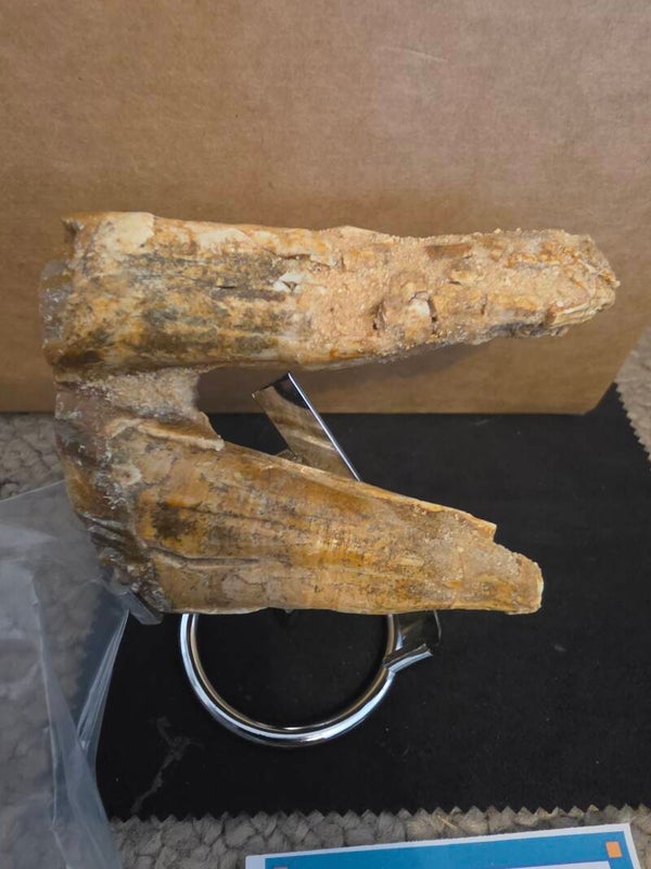 Basilosaurs (primitive whale) tooth 100cm