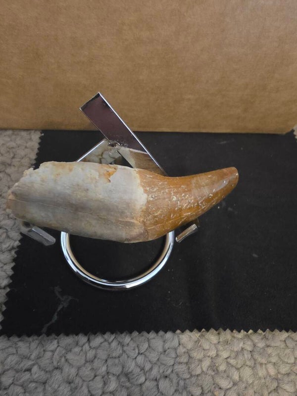 Basilosaurs (primitive whale) tooth 80cm