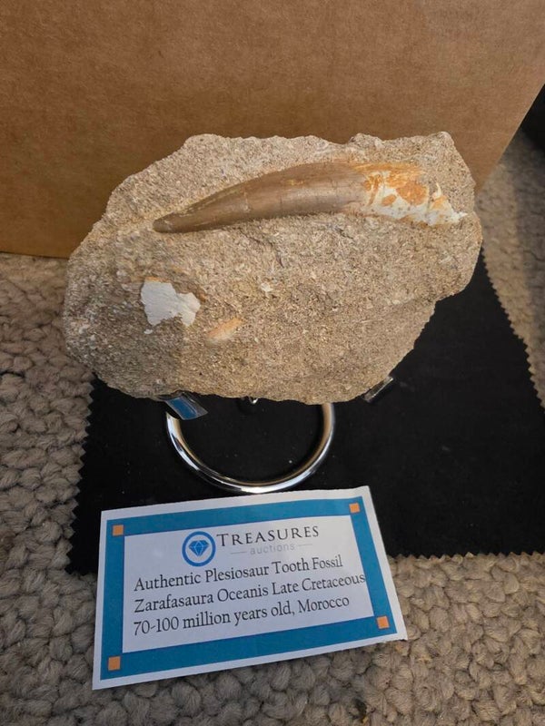 Pleisiosaur tooth in matrix
