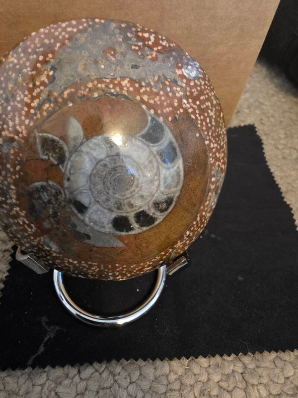 Polished pyritized Ammonite