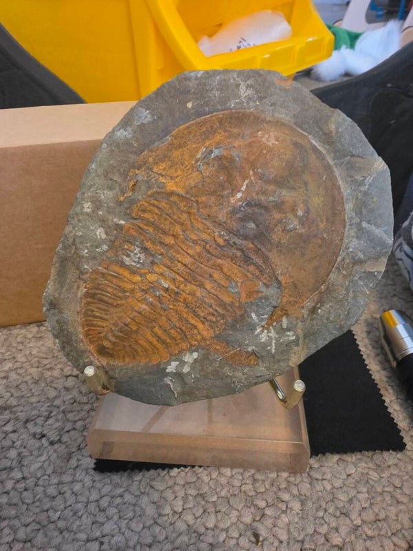 Fossilised Trilobite in matrix