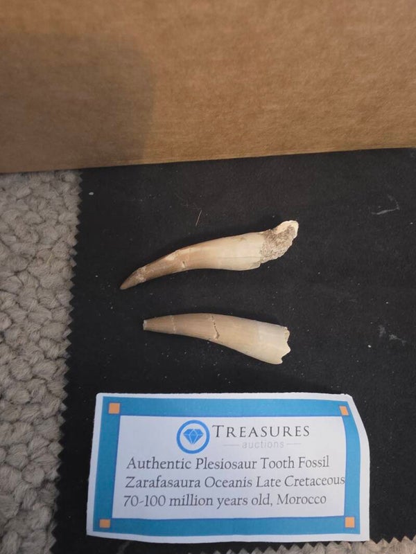 Pleisiosaur tooth