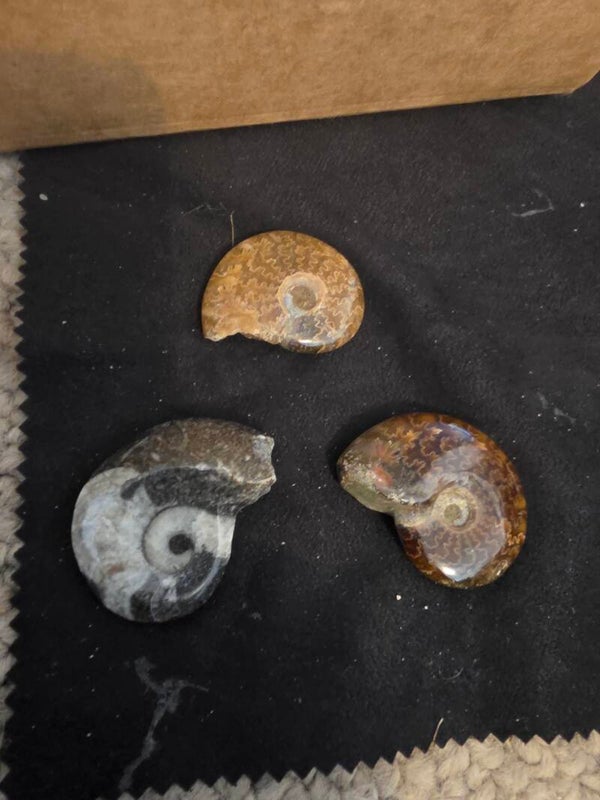 Polished Ammonite