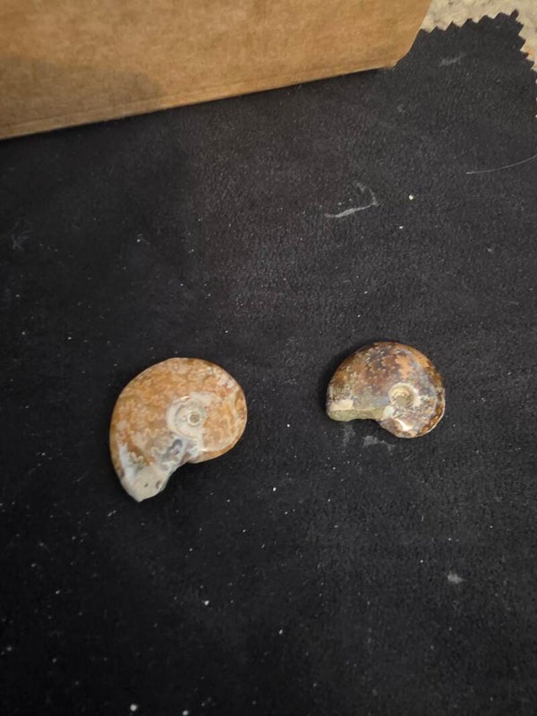 Polished Ammonite