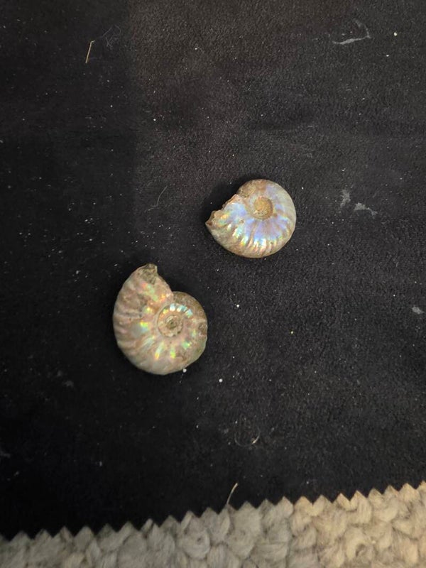 Iridescent ammonoids