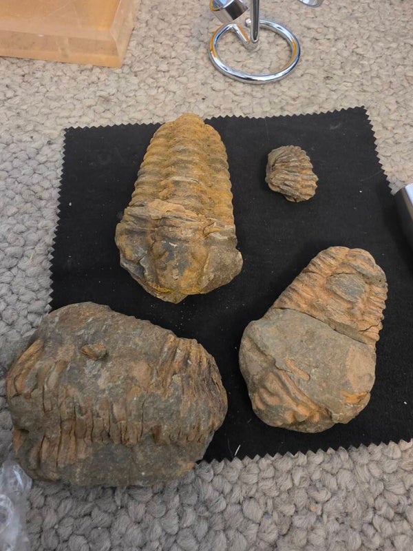 Trilobite
