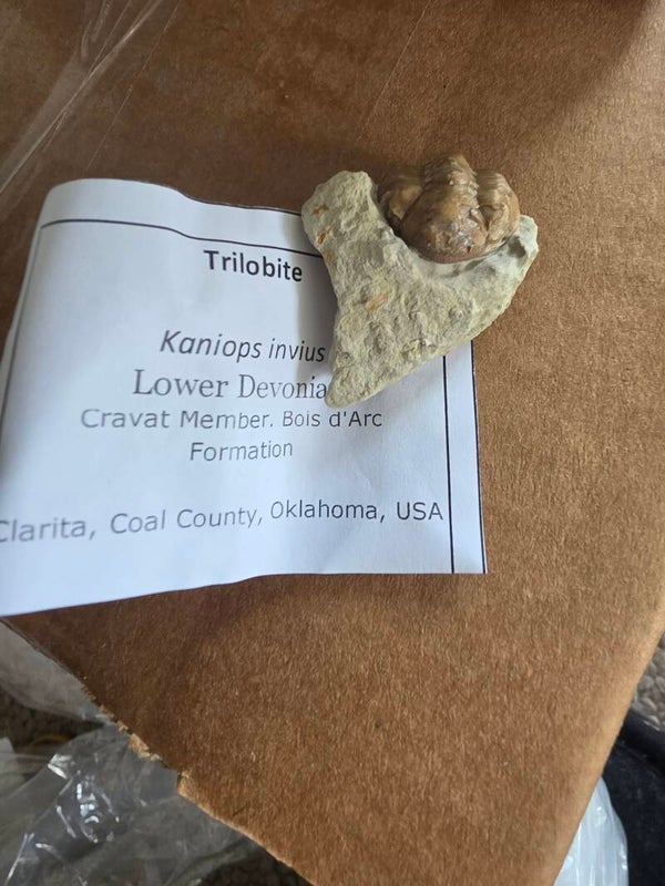 Trilobite- Kaniops Invius