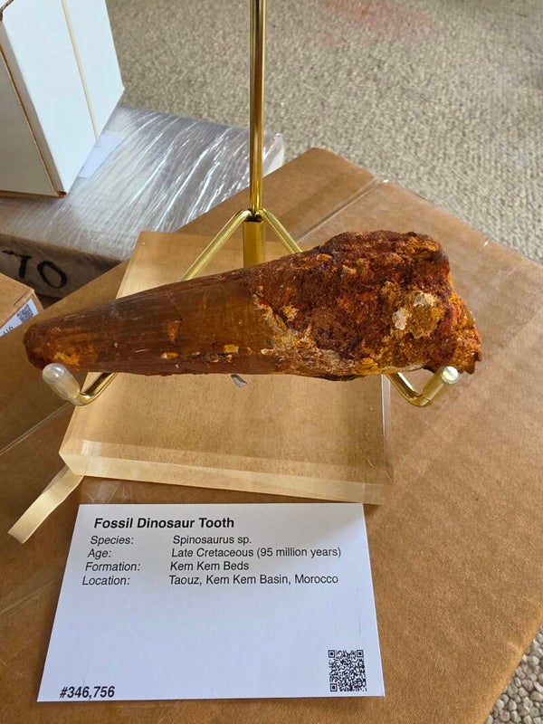 Spinosaurus tooth fossil 130cm