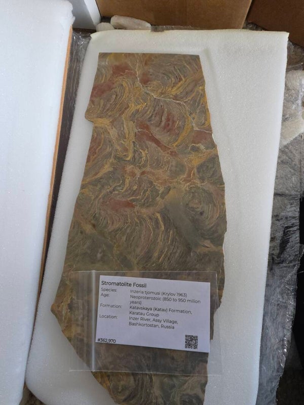 Stromatolite Fossil -Inzeria Tjomusi
