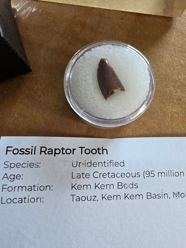 Fossil Raptor tooth
