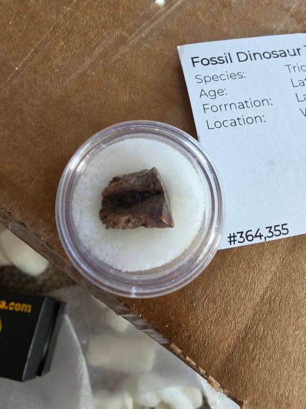 Triceratops horridus tooth