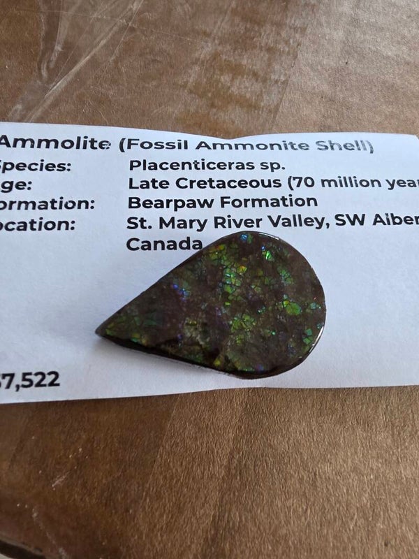 Ammolite (Fossil ammonite shell)