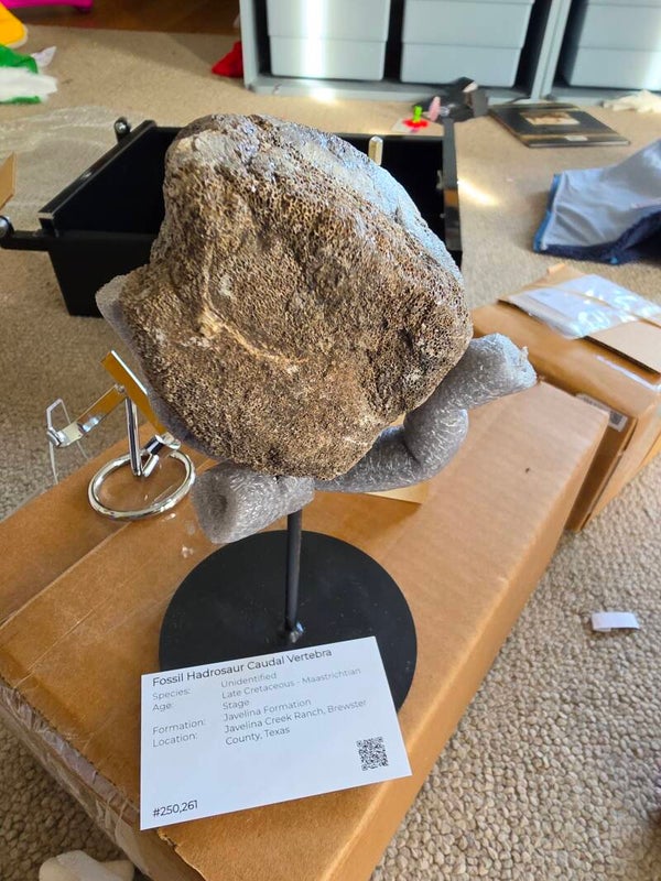 Hadrosaur caudal vertebra